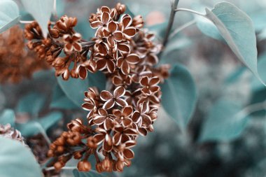 Ağaç dalında leylak çiçekleri. İlkbaharda çiçek açan ağaçlar.