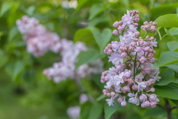 Ağaç dalında leylak çiçekleri. İlkbaharda çiçek açan ağaçlar.