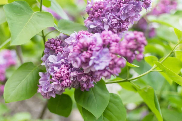 Flores de lila en una rama de árbol. Árboles florecientes en primavera . — Foto de Stock