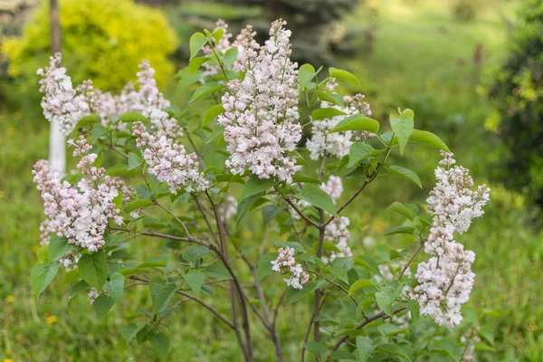 Lila bloemen op een boomtak. Bloeiende bomen in de lente. — Stockfoto