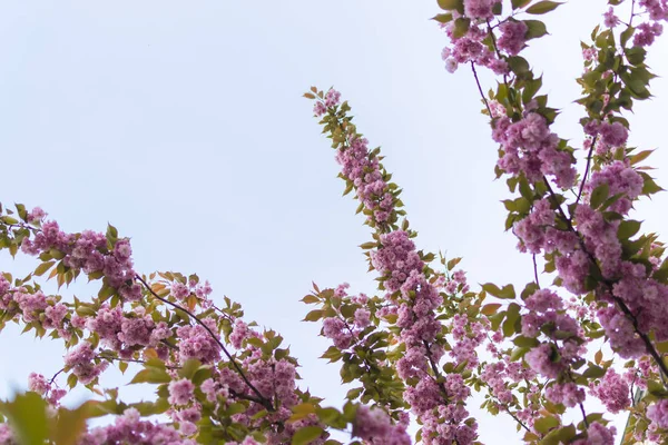 Flores florecientes de sakura, flores rosadas en el árbol . — Foto de Stock