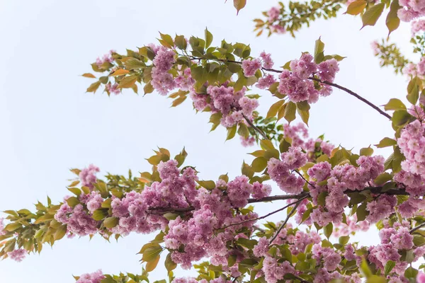 Flores florecientes de sakura, flores rosadas en el árbol . — Foto de Stock