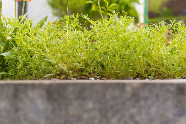 Une rangée de plantes vertes . — Photo