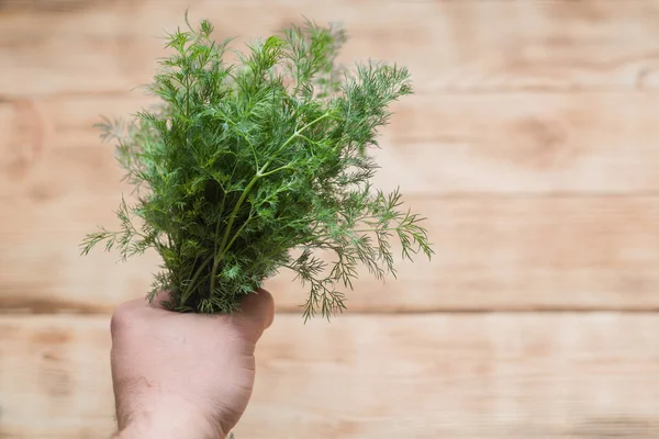 Kilka świeżych zielonych kopert organicznych w męskiej dłoni na drewnianym tle. — Zdjęcie stockowe