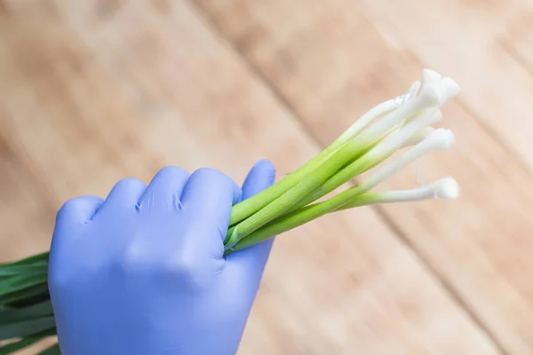 Green garlic in hand in rubber glove. The concept of checking plant products, GMOs.