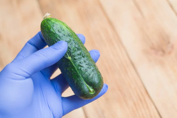 Controleer de komkommer op de inhoud van schadelijke stoffen. Verse groene komkommer in hand in rubberen handschoen. — Stockfoto