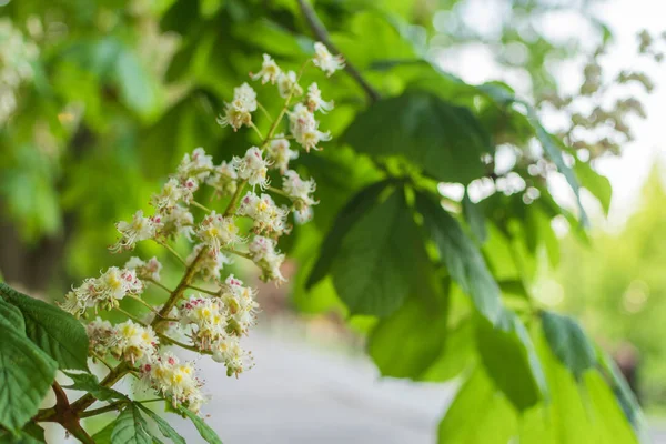 Bloeiende kastanje bloemen op een groene boom. Lente achtergrond. — Stockfoto