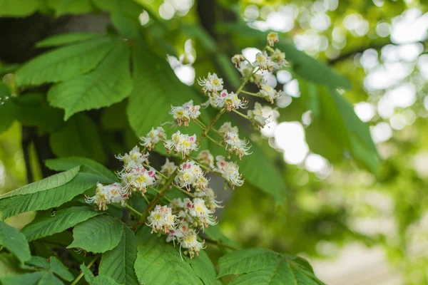 Bloeiende kastanje bloemen op een groene boom. Lente achtergrond. — Stockfoto