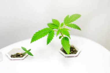 Kenevir yetiştiriciliği. Seralarda, hidroponik bitkilerde marihuana yetiştirmek.