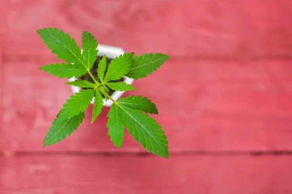 Młode kiełki marihuany. Świeże liście marihuany na burgundowym tle. — Zdjęcie stockowe