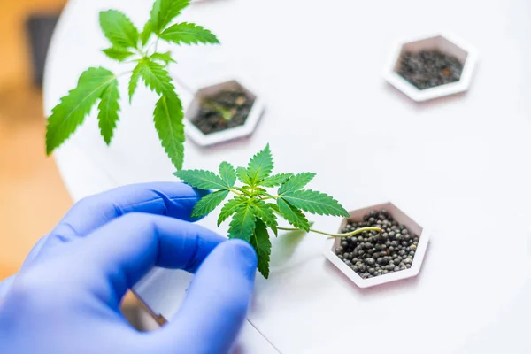 Esrar, marihuana yetiştirmek. Eldivenbir el ıslah ıslahı için bir bitki fide tutar.