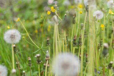 Karahindiba tomurcukları ile bir alan.