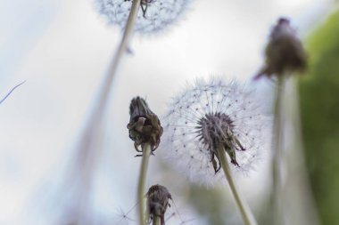 Gökyüzüne karşı kabarık karahindiba arka plan. Gökyüzünde büyüyen karahindibalar.