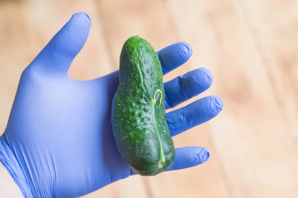 오이에 유해 물질의 함량이 있는지 확인하십시오. 고무 장갑에 손에 신선한 녹색 오이. — 스톡 사진