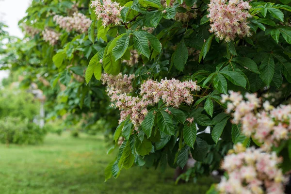 Bloeiende groene boom kastanje na regen. — Stockfoto