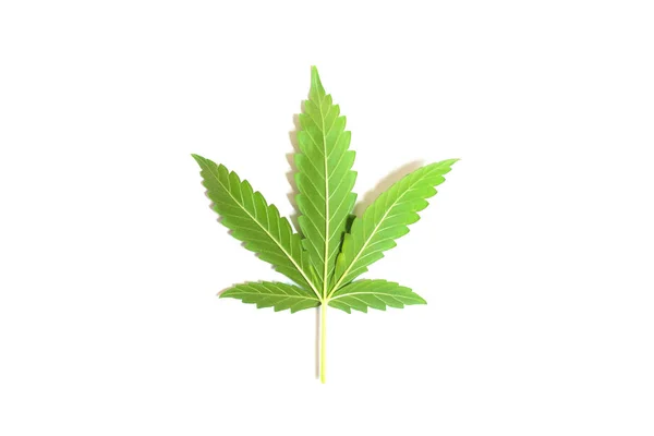Marijuanablad isolerad på vit bakgrund. — Stockfoto