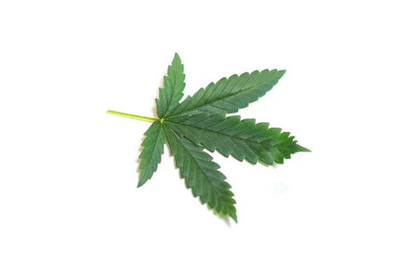 Marijuana leaf isolated on white background. — Stock Photo, Image