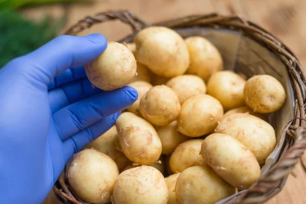 Проверьте картофель на содержание вредных веществ. Картошка в резиновой перчатке . — стоковое фото