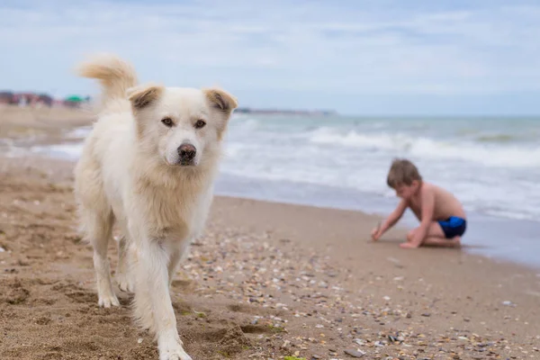 Cão grande branco caminhando ao longo da costa. A criança está sentada na parte de trás do borrão na areia . — Fotografia de Stock