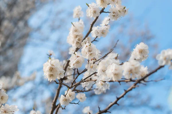 Flor ramas de albaricoque contra el cielo azul . — Foto de Stock