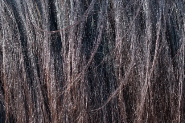 Тваринне волосся хутряної корови шкіряний фон. Природна пухнаста коричнева шкіра коров'ячого хованки . — стокове фото
