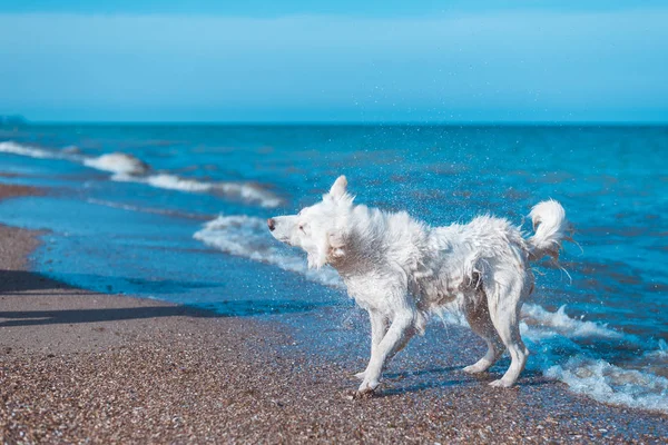 The dog shakes off the water on the beach, the ocean.