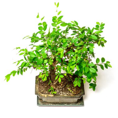 Bonsai ağacı beyaz arkaplanda izole edilmiş.