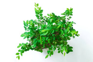 Bonsai ağacı beyaz arkaplanda izole edilmiş.