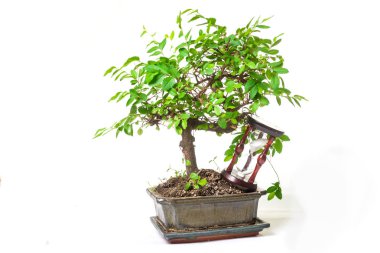Bonsai ağacı beyaz arkaplanda izole edilmiş.
