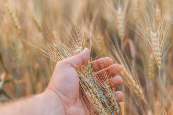 Человек держит колосья пшеницы на поле. Сельскохозяйственный ландшафт, агрономия
.