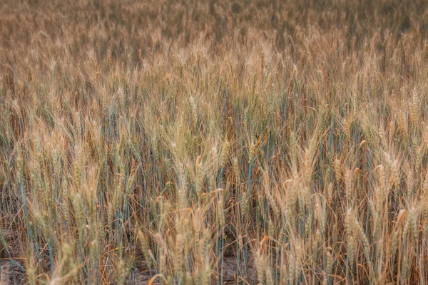 Ears of wheat on the field. — Stock Photo, Image