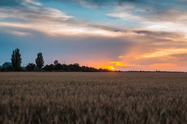 Campo de trigo al atardecer. Agricultura, concepto agronómico . — Foto de Stock