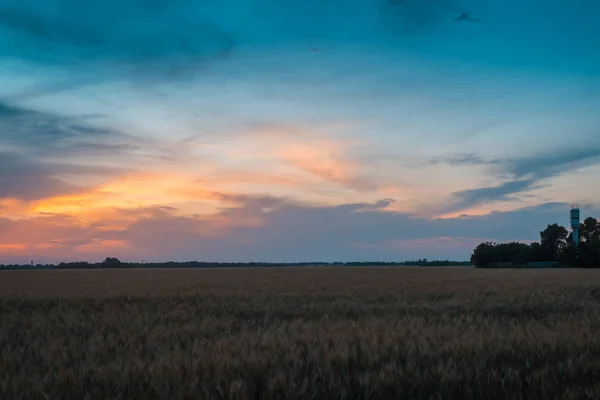 Pole pszenicy o zachodzie słońca. Rolnictwo, agronomia koncepcja. — Zdjęcie stockowe