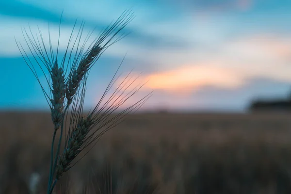 Uszy pszenicy na polu podczas zachodu słońca. — Zdjęcie stockowe