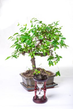 Bonsai ağacı ve kum saati beyaz bir arka planda. Yetiştirme süresinin kavramı.