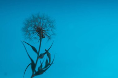 Günbatımı gökyüzü arka planda Karahindiba.