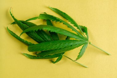 Sarı bir arka plan üzerinde bir bakkal sepeti marihuana taze yaprak. Esrar ticareti, esrar üretim konsepti.