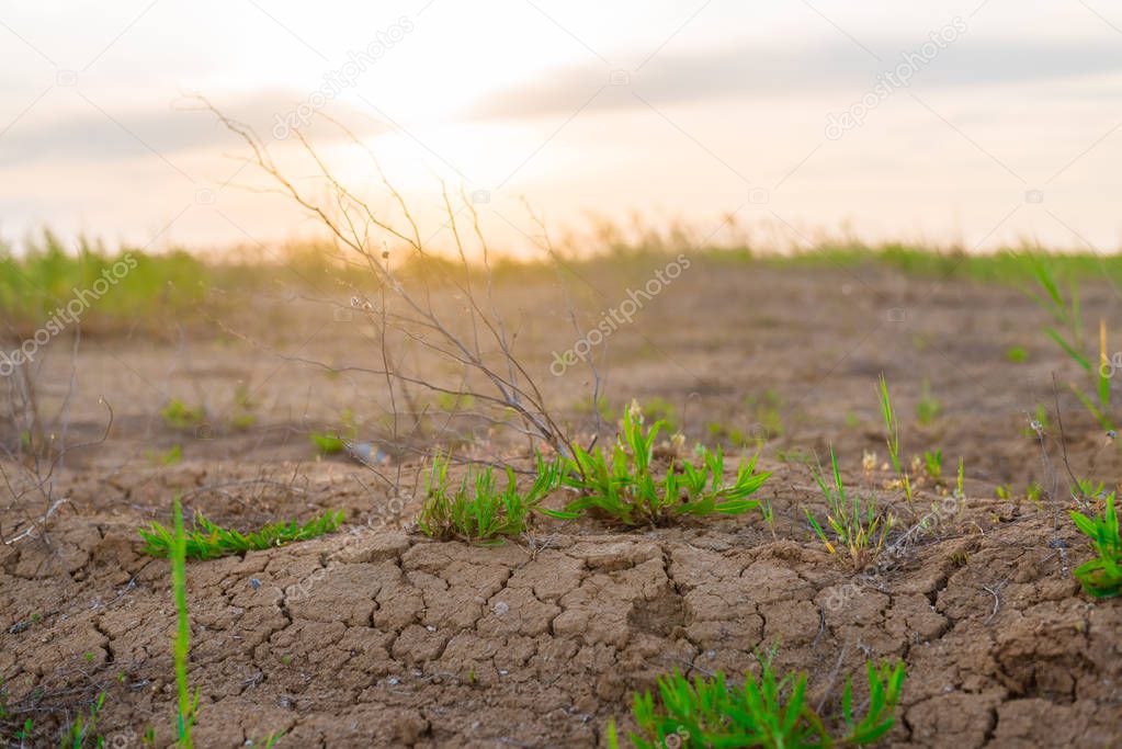 Green plants on dry ground.