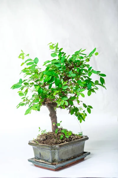 Bonsai fa elszigetelt fehér háttér. — Stock Fotó