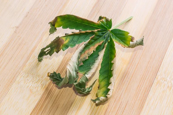 Liść konopi, który zaczyna wysychać. Półsuszony liść marihuany na drewnianym tle. — Zdjęcie stockowe
