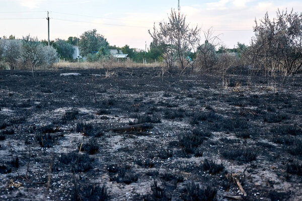 Burnt earth from the fire. Wildfire, natural disaster, disaster, environmental damage concept. Burnt grass and vegetation on the field.