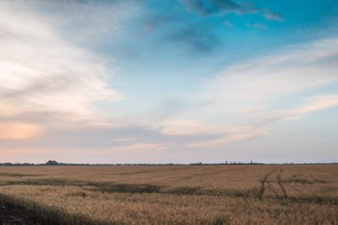Buğday kulağı olan bir alan.