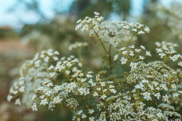 La planta verde salvaje con las pequeñas flores blancas de la forma del paraguas. Fondo natural de las plantas . — Foto de Stock