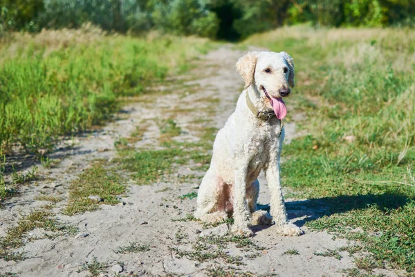 夏天森林里路上的狗。一只皇家狗坐在一条土路上. — 图库照片