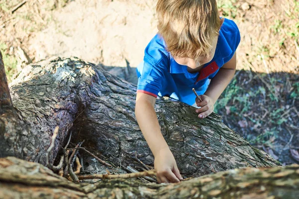 Маленький Мальчик Дерево Активный Отдых Ребенка Природе — стоковое фото