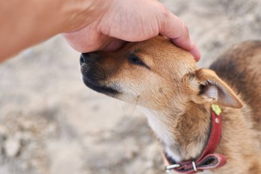 Küçük bir outbred köpek yavrusu elini okşayarak.
