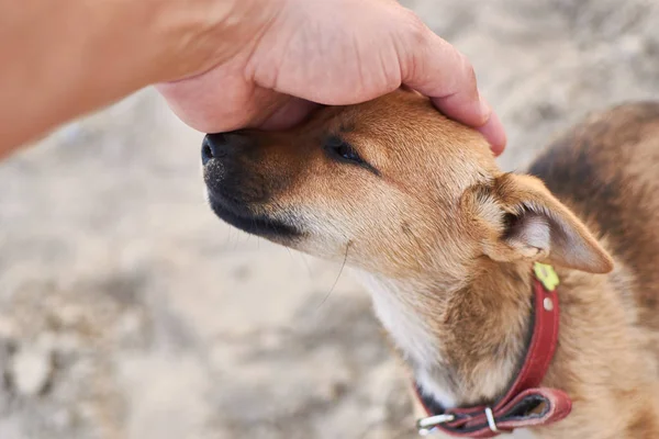 Küçük bir outbred köpek yavrusu elini okşayarak.