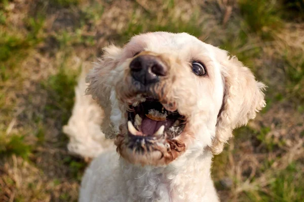 Dog Open Mouth Catches Food Park — Stock Photo, Image