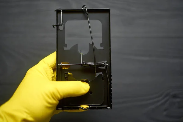 Siyah arka planda bir eldiven içinde bir eldiven içindeki bir metal fare kapanı..