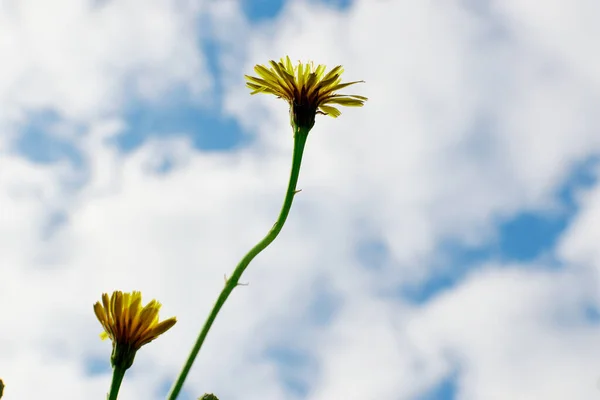 Gul Vild Blomma Mot Himlen — Stockfoto